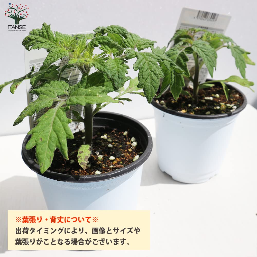 Amazon.co.jp: ITANSE チェロキーパープルトマトの苗 自根苗 3.5